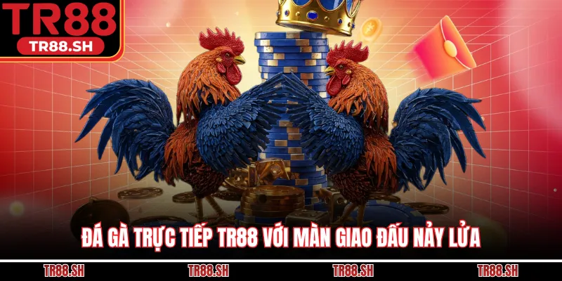 Đá gà trực tiếp TR88 với màn giao đấu nảy lửa